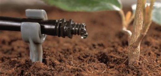 Arrosage du jardin au goutte à goutte