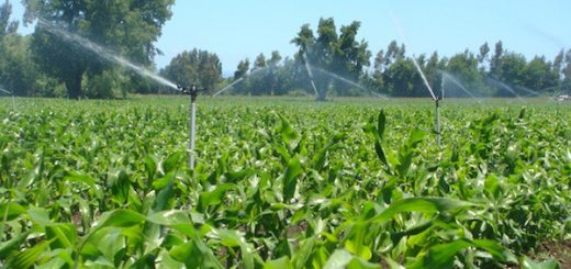 Irrigation du maïs en période de sécheresse