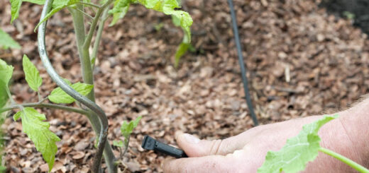 Guide d'installation d'un arrosage goutte à goutte pour le jardin