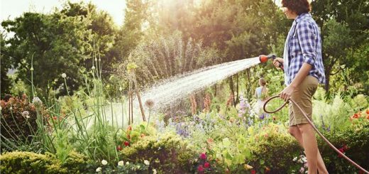 Arroser le jardin avec un tuyau d'arrosage