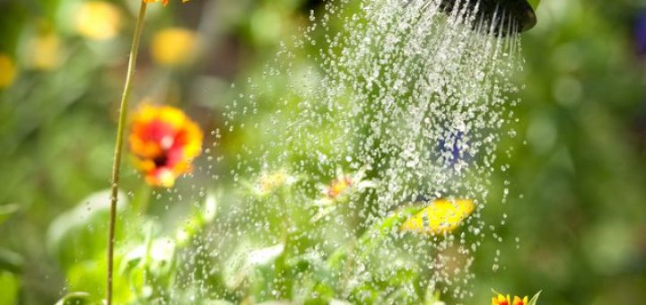 Economiser l'eau avec l'eau de pluie