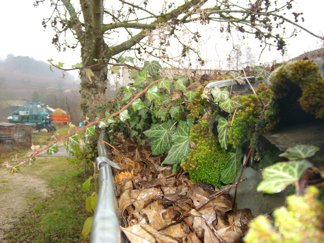 Gouttière non entretenue