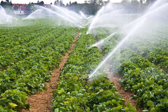 Utilisation de l'eau en irrigation de maraichage